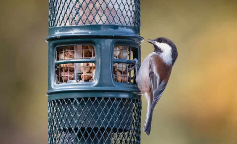 Os Melhores Gravadores de Som Compactos para Capturar o Canto de Aves Raras com Máxima Qualidade